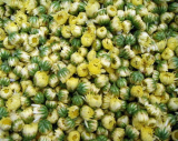 Dry Medicinal Chrysanthemum